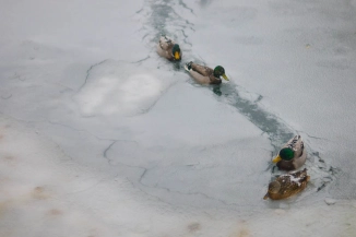 Ducks breaking ice Ducks breaking ice