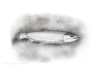 Bright fish, light background Bright fish, light background