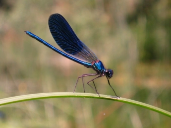 Damselfly Damselfly
