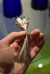 Fairly large Fairly large