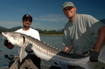 Sturgeon in BC Sturgeon in BC