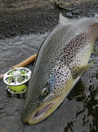 20 pounder 20 pounder