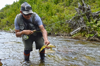 This brown trout didn't make to the tree roots This brown trout didn't make to the tree roots