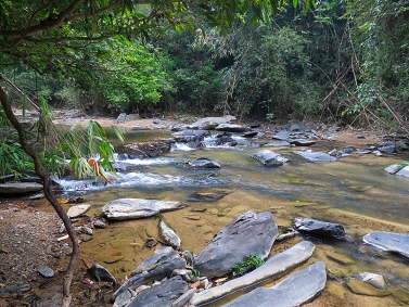 Rushing through tehe jungle Rushing through tehe jungle