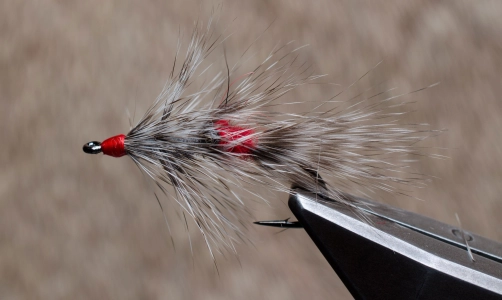 The finished Raccoon The finished Raccoon