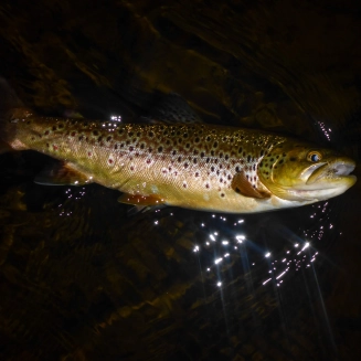 Beautiful brown Beautiful brown