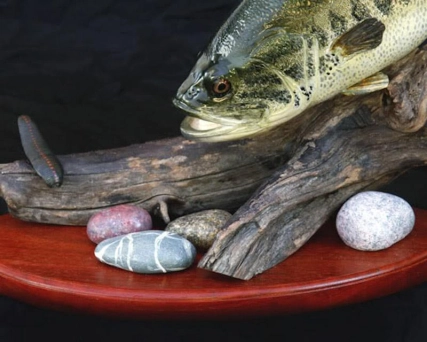 Large mouth bass, detail Large mouth bass, detail