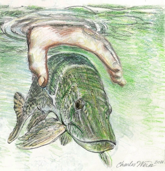 Northern Pike catch and release Northern Pike catch and release