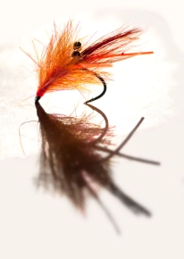 Bright shrimp Bright shrimp