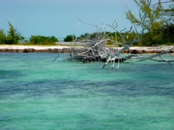 In the tropics In the tropics