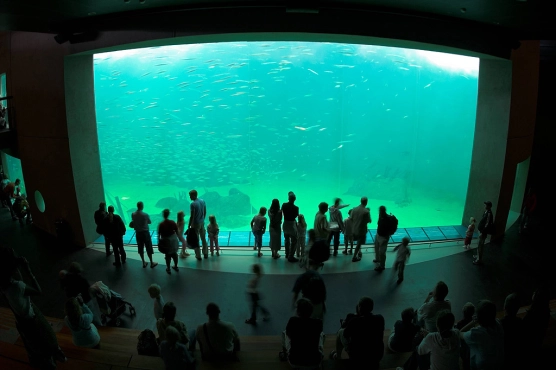 Too many fish... - image Too many fish... - image