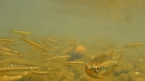 Inquisitive Taff minnows Inquisitive Taff minnows