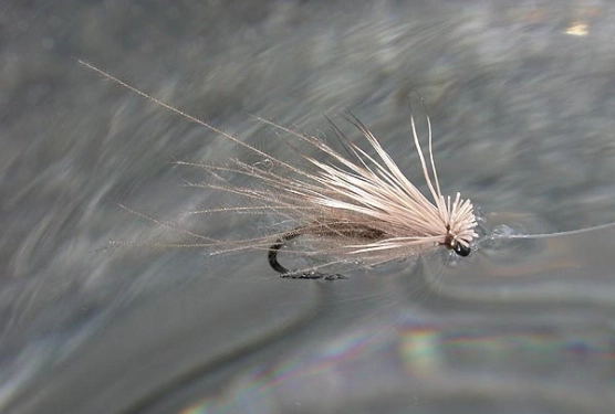 CDC and Elk on the water CDC and Elk on the water