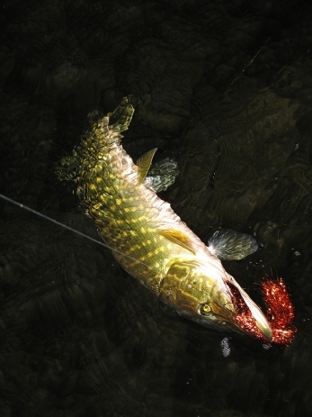 Another solo picture Another solo picture