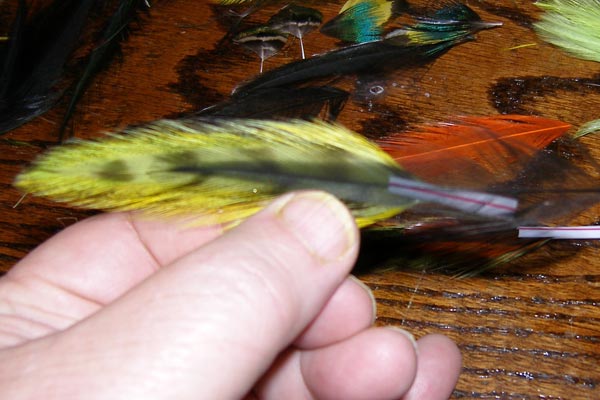 Checking out a black hackle in the wing Checking out a black hackle in the wing