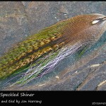 #300 Harry's Speckled Shiner - Jon Harrang #300 Harry's Speckled Shiner - Jon Harrang