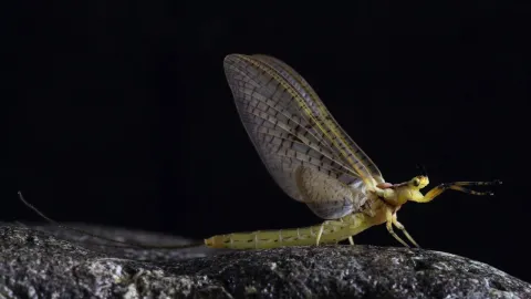 Video thumb for Ephemera Glaucops