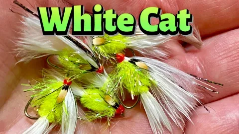 Video thumb for White Cat