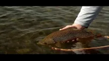 Video thumb for DFO (Dry Flies Only)