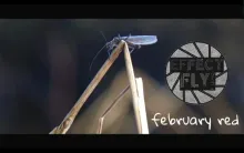 Video thumb for February Red