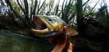 Video thumb for Big brown trout caught in New Zeland