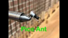 Video thumb for Pico Ant