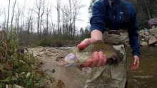 Video thumb for Spring Fly Fishing - Wilson Creek North Carolina