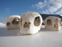 Video thumb for In Search of Yellow Perms