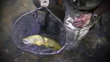 Video thumb for Fly Fishing with Bottorff Guide Service