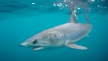 Video thumb for Mako Shark on the Fly