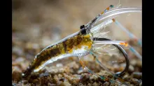 Video thumb for Glass Shrimp
