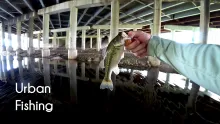 Video thumb for Quarantine Fishing