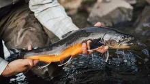 Video thumb for Top 3 Flies for Arctic Char