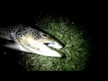 Video thumb for Fly Fishing for Monster Wild Brown Trout at Night