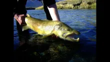 Video thumb for New Zealand Fly and Sight Fishing 