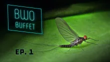 Video thumb for BWO Buffet