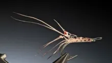 Video thumb for Halo Glass Shrimp