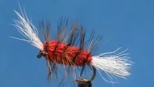 Video thumb for Yellow and Red Buck Bug
