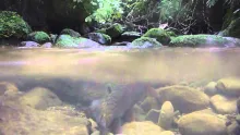 Video thumb for Spawning Trout--New Zealand.