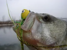 User submitted picture: Largemouth Bass