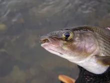 User submitted picture: A small grayling, from Gl...