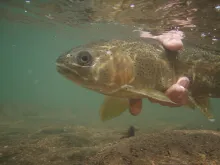 User submitted picture: Winter Rainbow Released