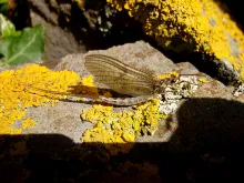 User submitted picture: >Lady May Fly<