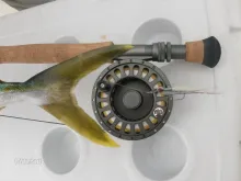 User submitted picture: Reflections: Yellow Tail ...