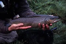 User submitted picture: Ripley's fat brownie tak...