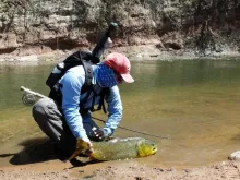 User submitted picture: Golden Dorado Fishing in ...