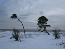 User submitted picture: Blowin' in the wind