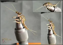 User submitted picture: A Swimming Perla Nymph ti...