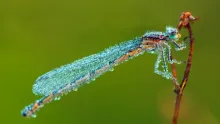 User submitted picture: Morning Damselfly