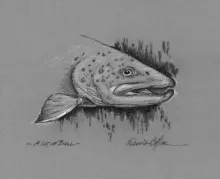 User submitted picture: "A Lot of Bull"  Portra...